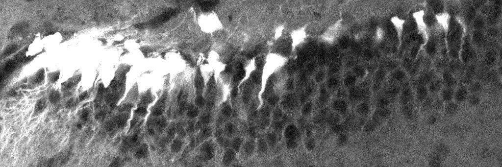 The Noninvasive Surgery & Biopsy Laboratory banner