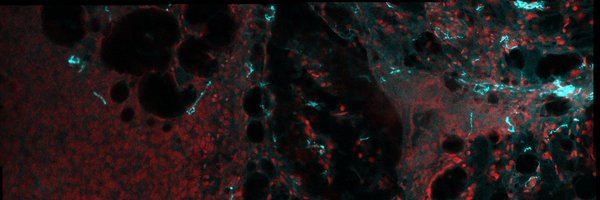 CNI_lab Profile Banner