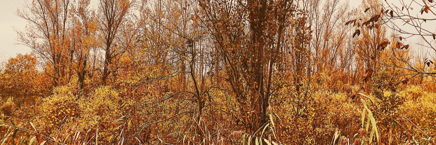 AlessandroRolf's profile banner image