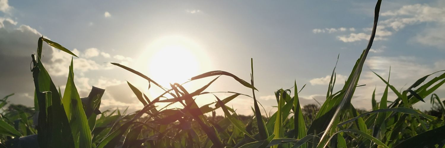 solferrero_'s profile banner image