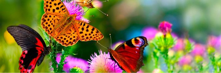 LilyaSemchuk's profile banner image