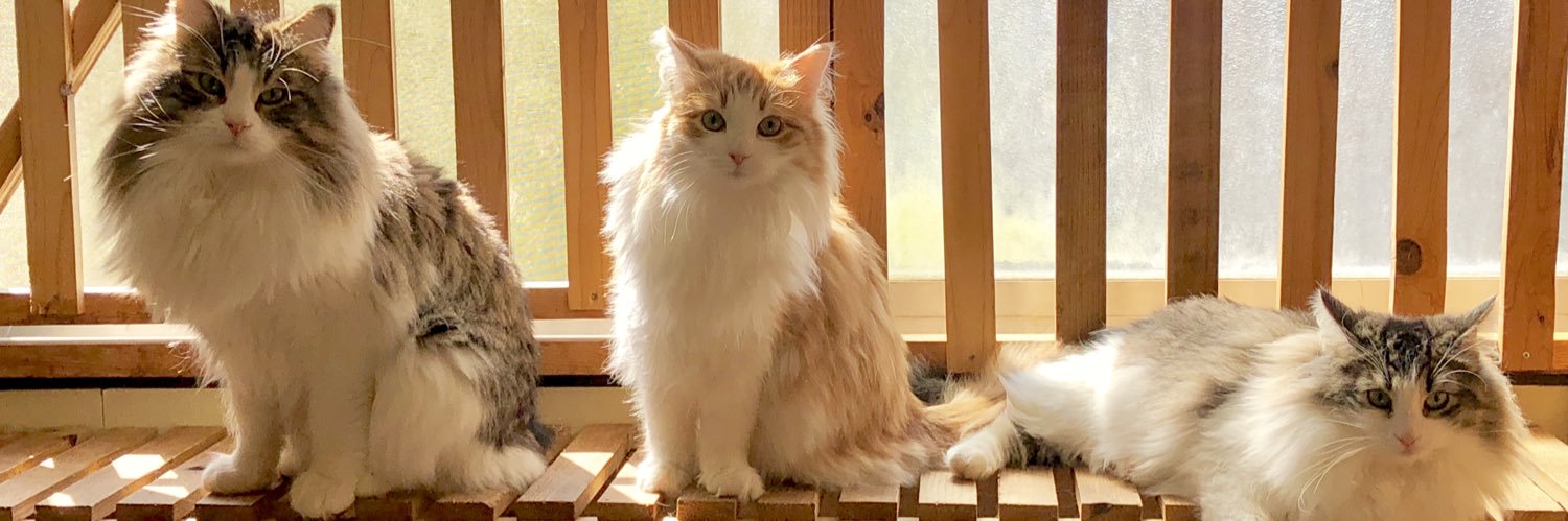 もこもコンガー banner