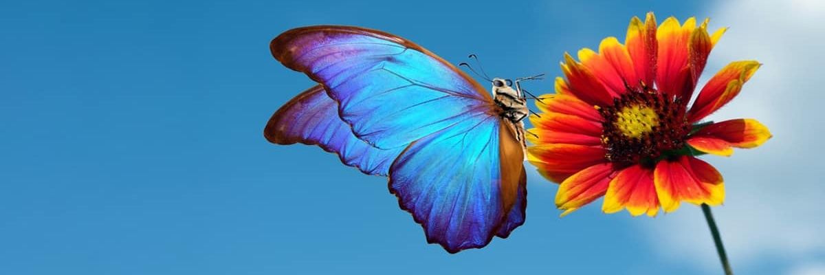 abeer_44411's profile banner image