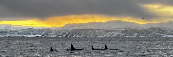 punisersh Profile Banner