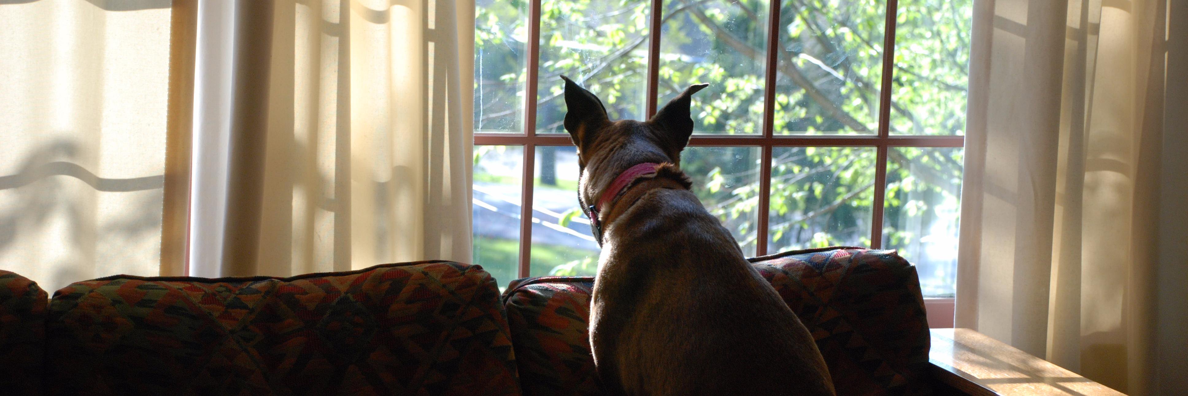 Lauri Buss Brady banner