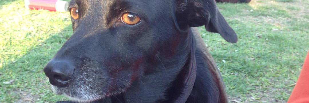 mirta fernandez banner