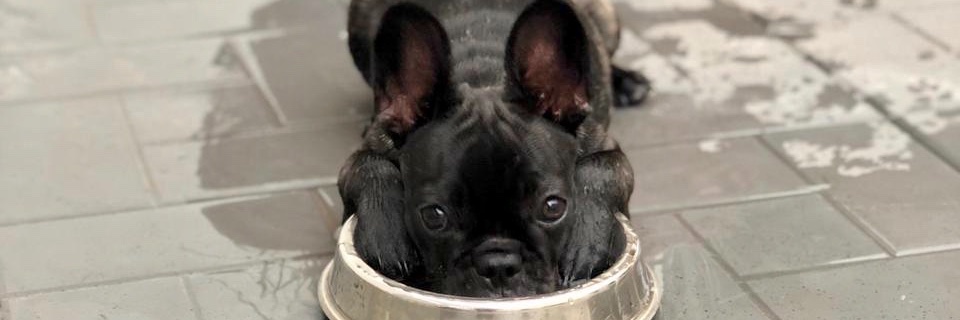 IsaSelhorst's profile banner image