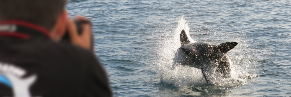 Support Our Sharks banner