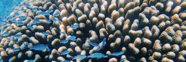 maya_zeff Profile Banner