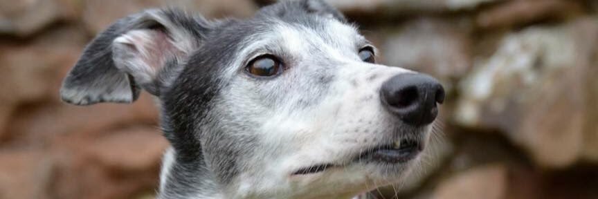 Badger, Willow (OTRB) , Lady & William Greyhounds banner