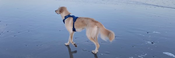 Savannah_Dimick Profile Banner