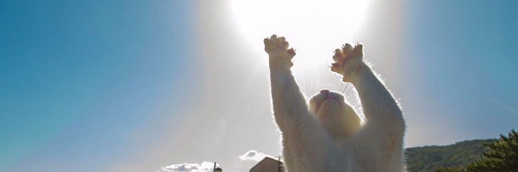 catPanda5002's profile banner image