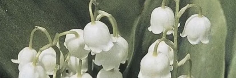 sooy0unk's profile banner image