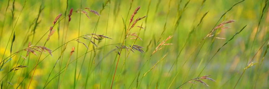 jasonvu.tech (🦇🔈 ,💧,🐻⛓️) banner