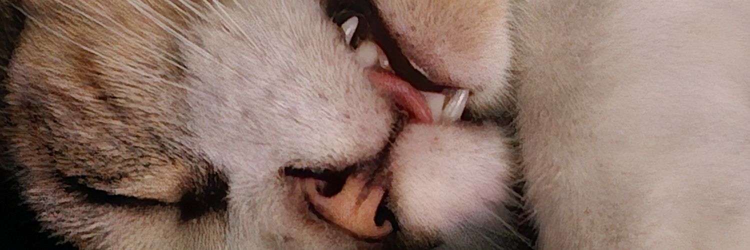 🐈‍⬛ banner