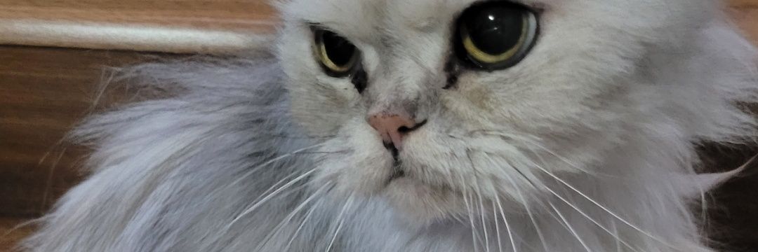 luluzittaf's profile banner image