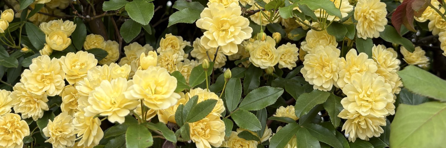 hamu's🌳木のアクセサリー banner