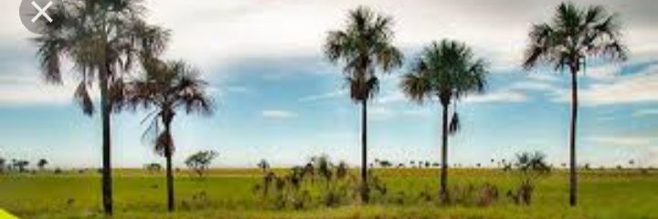 carrizalesed's profile banner image