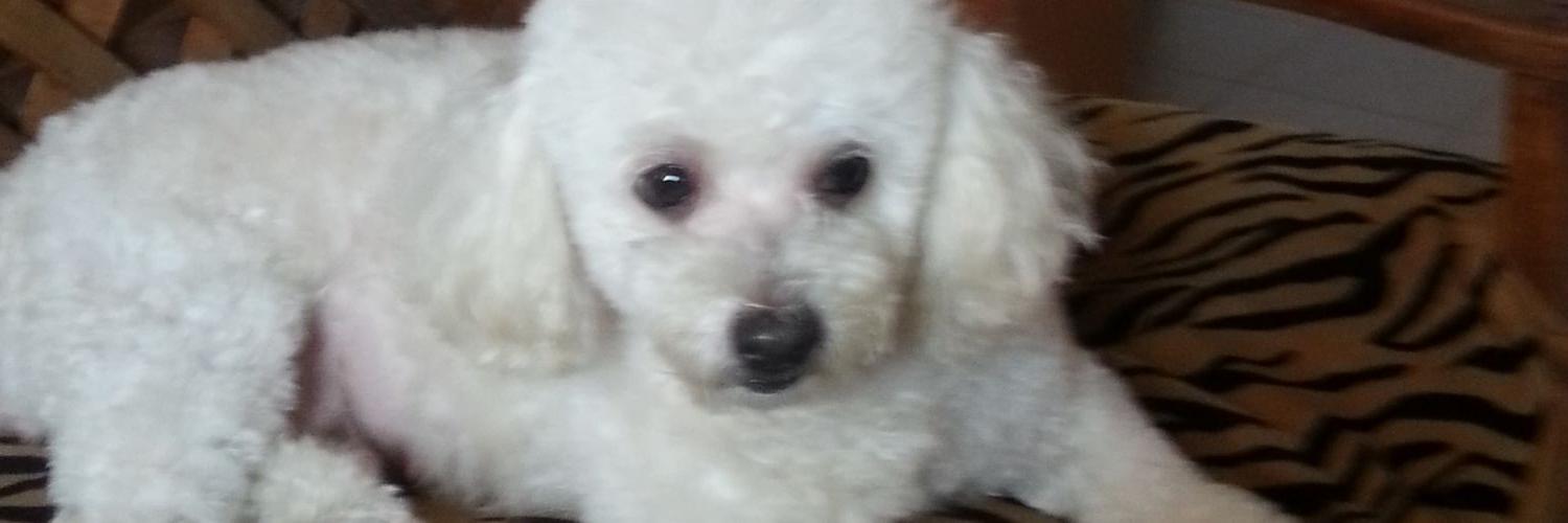 CONTIGOTODO's profile banner image