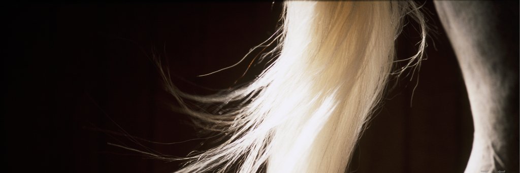 KNHSNederland's profile banner image