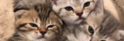 MM ✧(⁠◠⁠‿⁠◕⁠)✧ banner