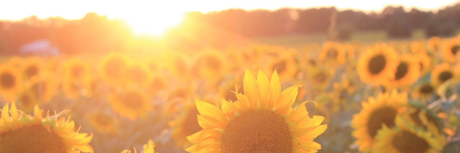 gillybeans815's profile banner image