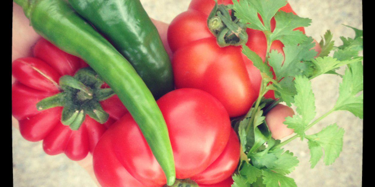 El Salsa banner