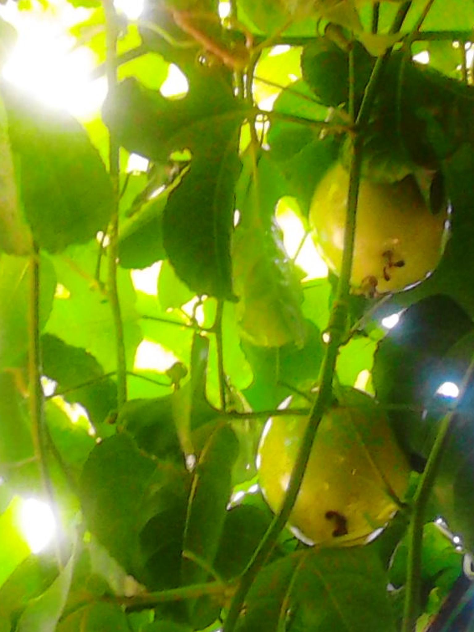 Gregg Le Jérémien banner