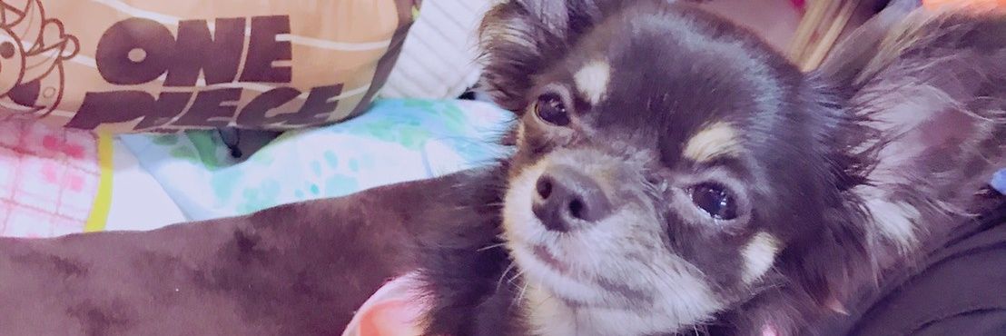 n_chichichi's profile banner image