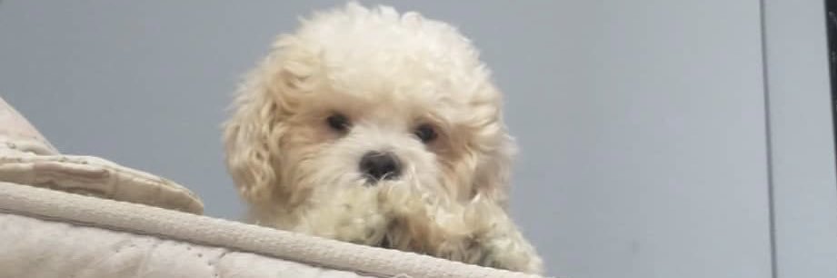 camilinhazika banner