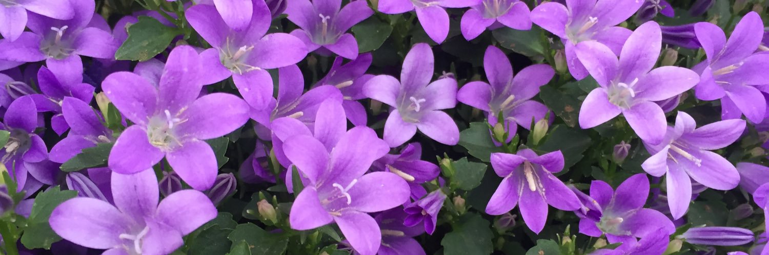 canmix54's profile banner image