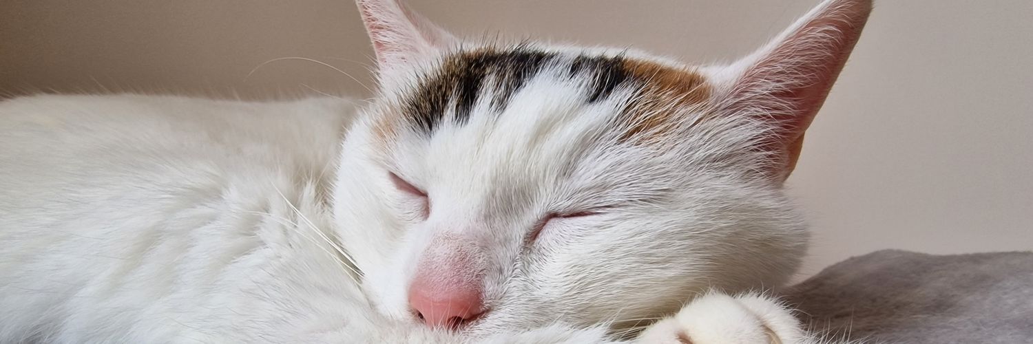 witchthechef's profile banner image