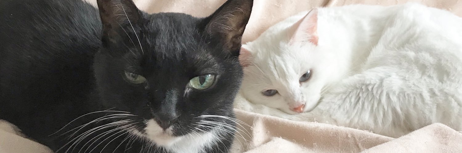 猫丼 banner