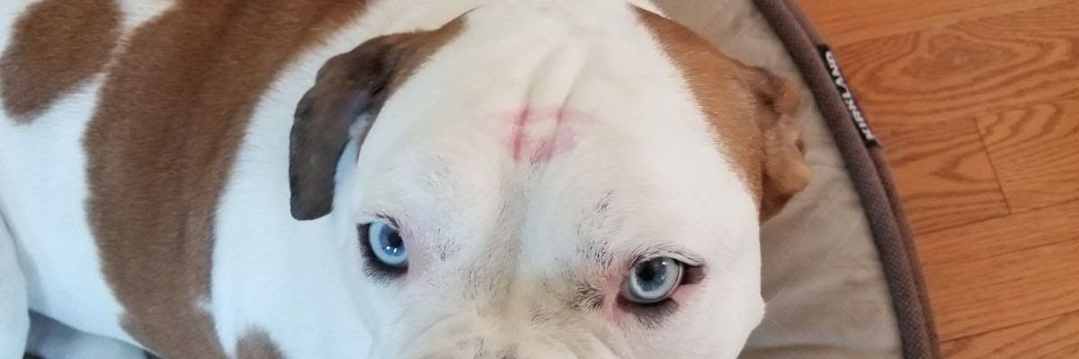 ImScruffeh's profile banner image