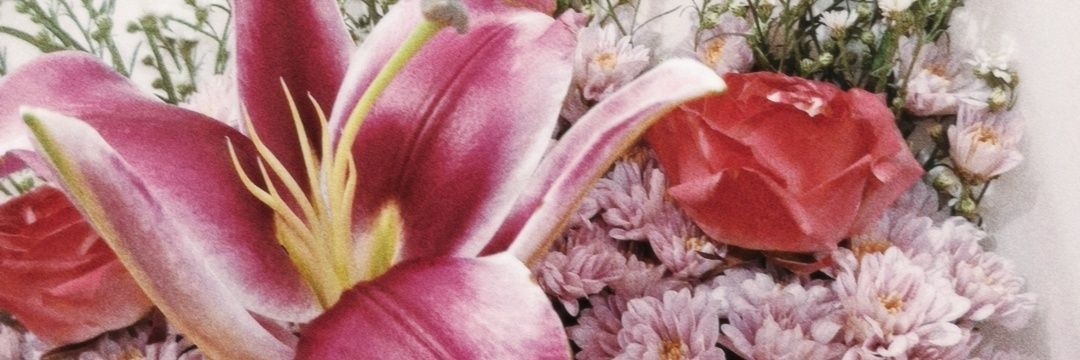 May Lily banner