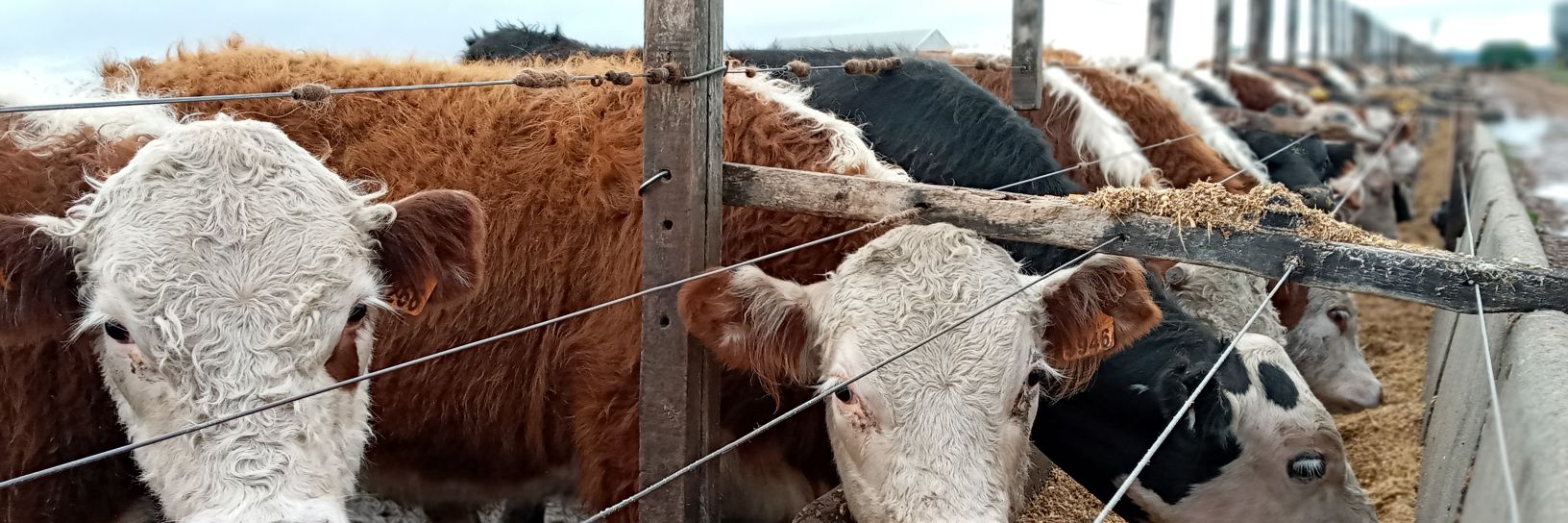 Sebastián Frade banner