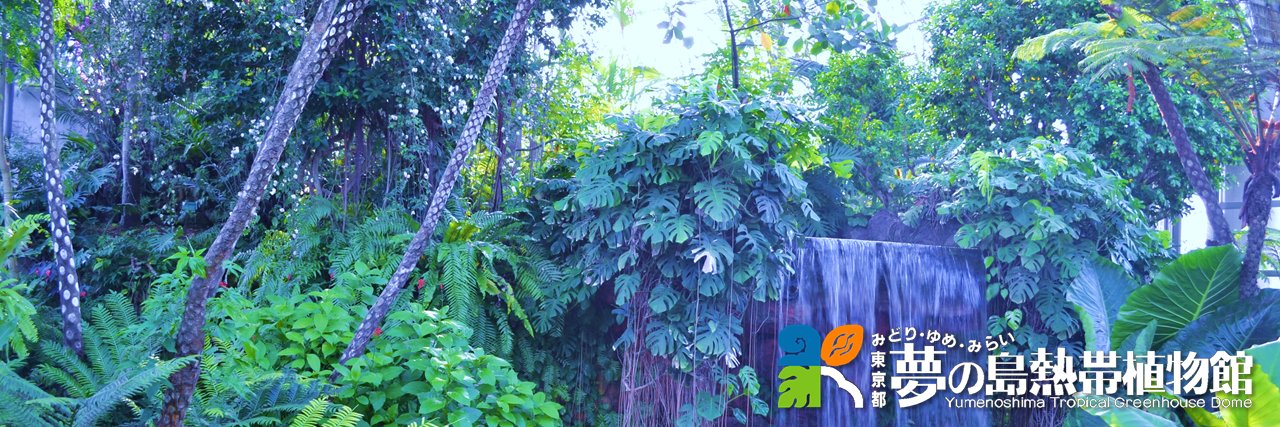 夢の島熱帯植物館【公式】's banner