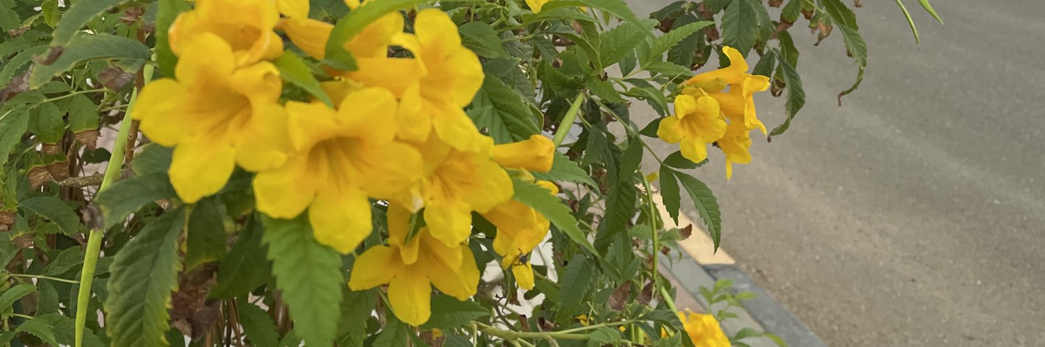 koki_n2018's profile banner image