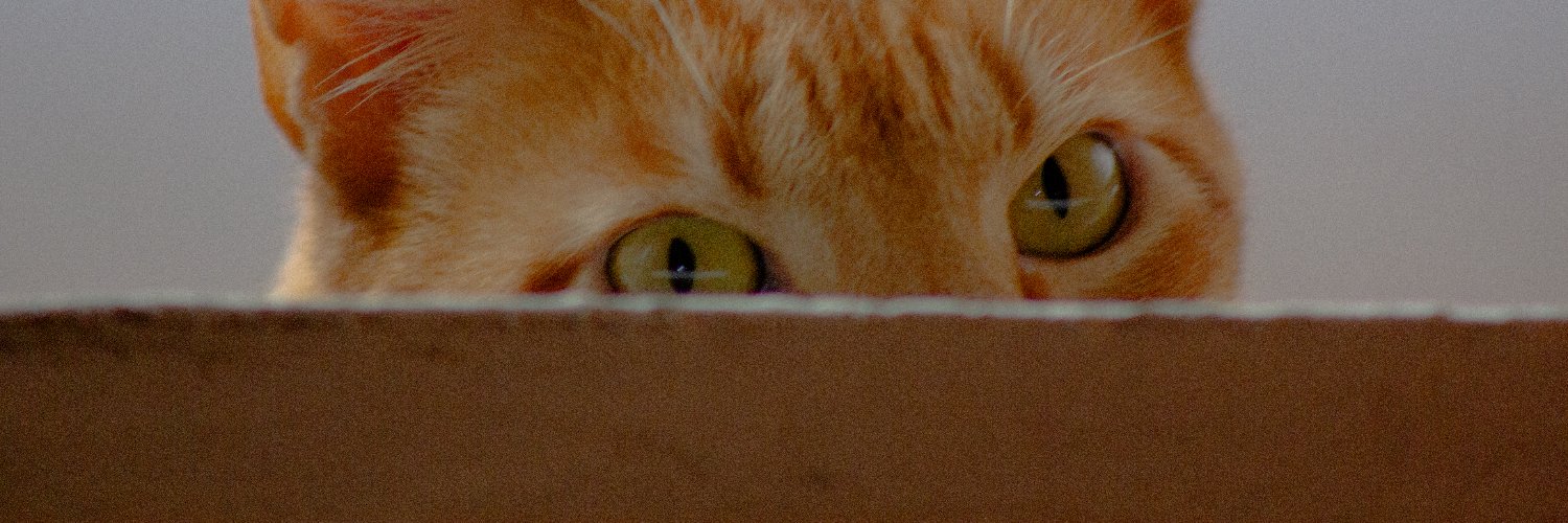 daniholz7's profile banner image