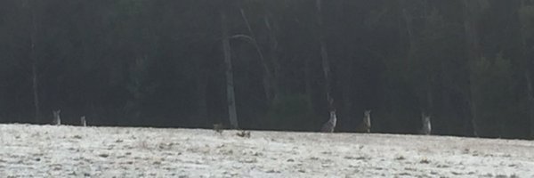 LizBettsWriter Profile Banner