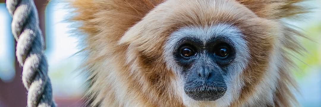 Monkey Haven🐵's banner