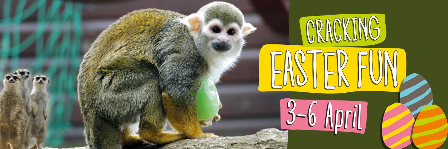 Monkey Haven🐵 banner