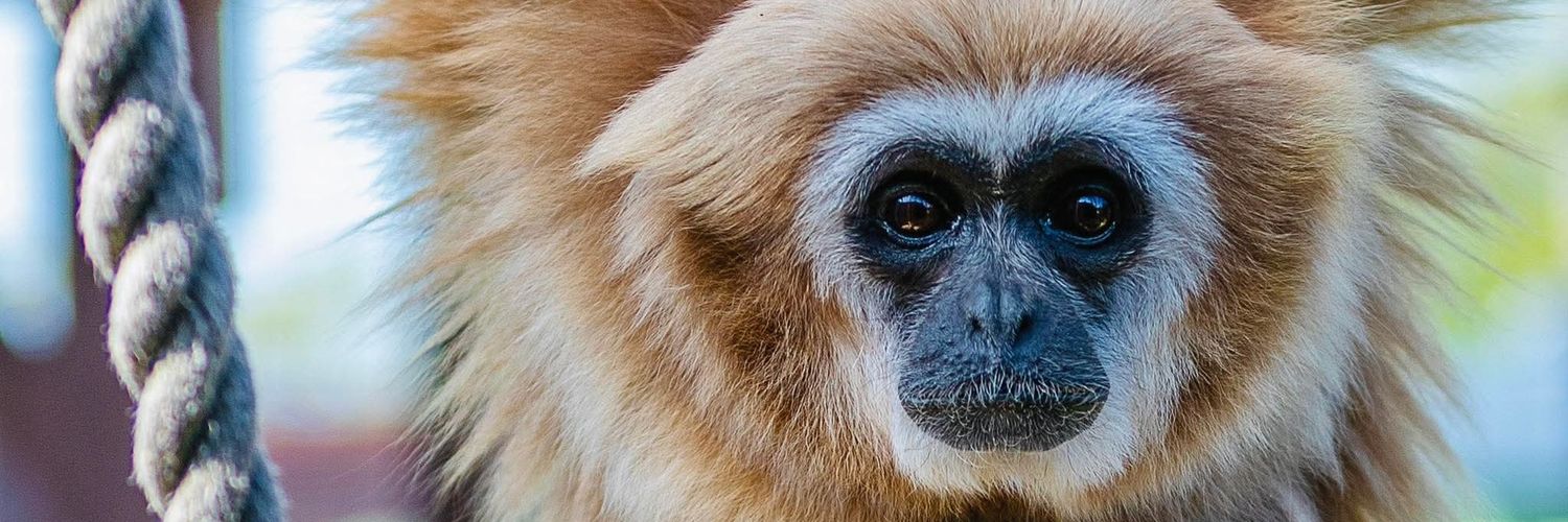 Monkey Haven🐵 banner