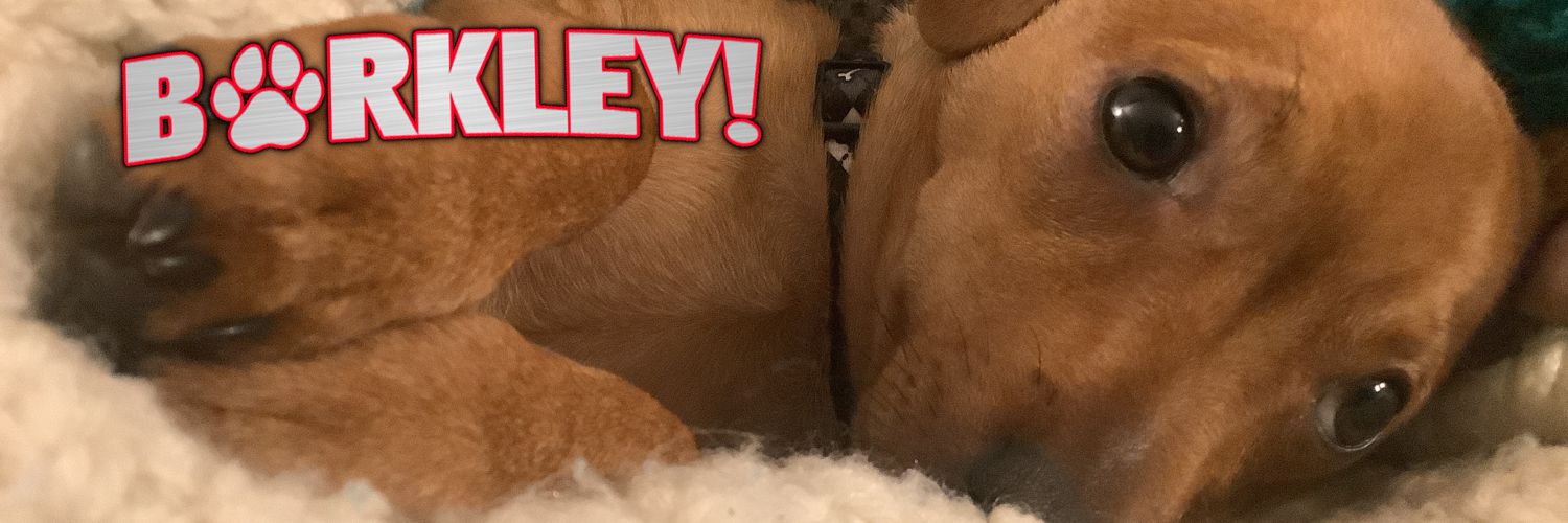 Barkley_Pup's profile banner image