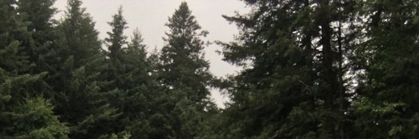 yswriteswords Profile Banner