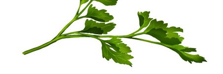 パセリ🍀ただのインテリア好き banner