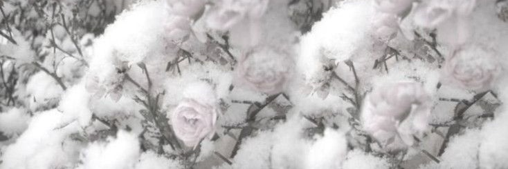 peachynara's profile banner image
