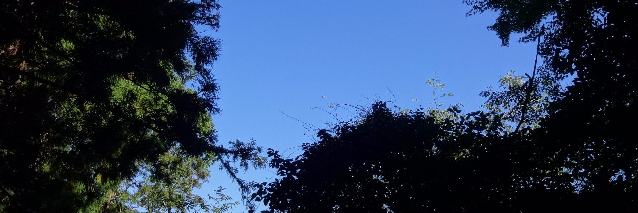 Phoenix1255's profile banner image