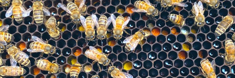 cfleetybee's profile banner image