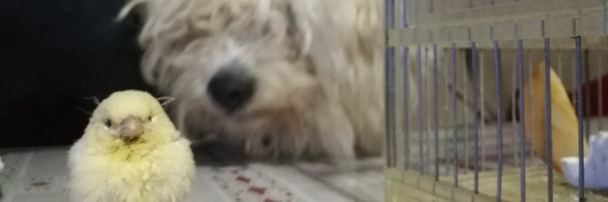 luis banner